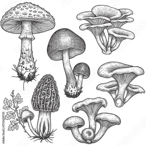 Detailed botanical illustration of various edible and poisonous mushrooms, including amanita, morel, and oyster mushrooms, rendered in a vintage engraving style.