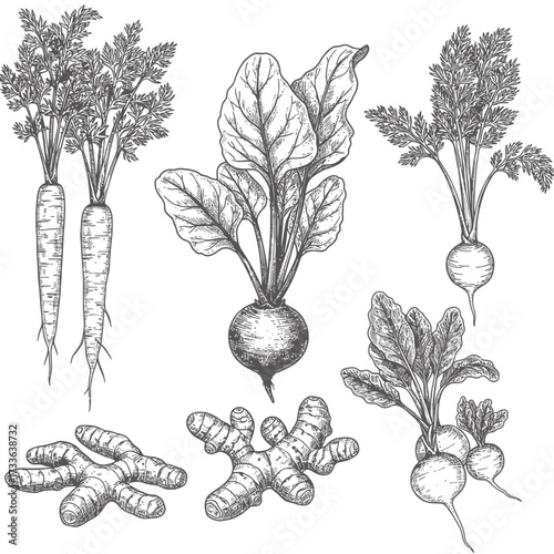 Botanical illustration showcasing an arrangement of fresh vegetables including carrots, beets, turnips, radishes, and ginger roots with detailed foliage.