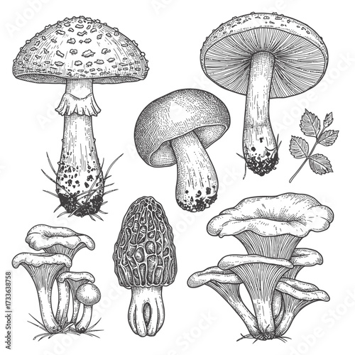 Detailed line art illustration of various mushrooms including fly agaric, chanterelle, morel, and button mushroom with a small leaf sprig.