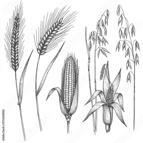 Detailed monochrome drawing showcasing various cereal grains including wheat, barley, corn, and oats, rendered in a vintage, botanical illustration style.