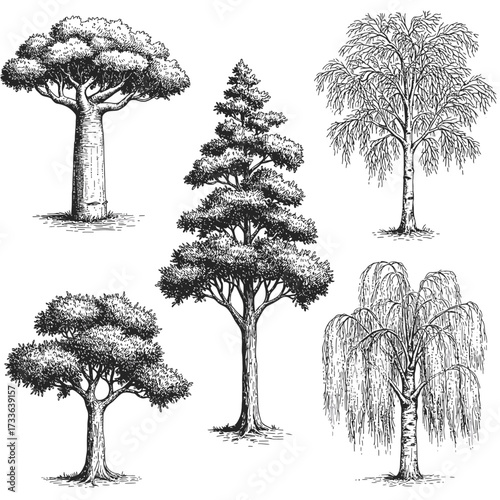 A detailed black and white illustration showcasing five different tree species, including a baobab, pine, birch, oak, and weeping willow, rendered in a vintage, etched style.