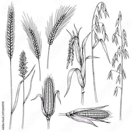 Detailed ink drawing of various cereal grains, including wheat, barley, corn, rice, and oats, showcasing their unique botanical structures.
