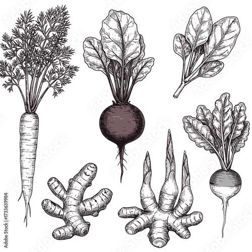Detailed botanical illustration featuring an assortment of root vegetables including carrots, beets, ginger, and turnips with leafy greens.