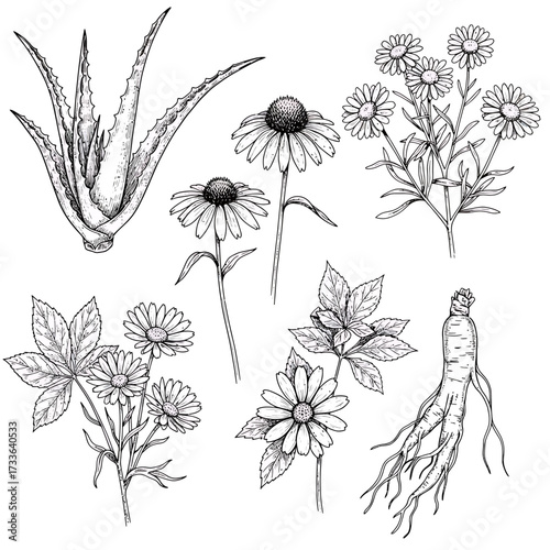 Botanical illustration featuring aloe vera, echinacea, chamomile, ginseng, and other medicinal plants in detailed line art.