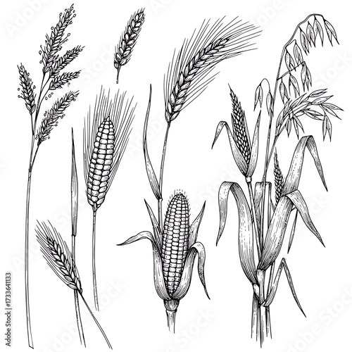 Detailed black and white line drawing of various grains including wheat, corn, barley, and oats in a botanical illustration style.