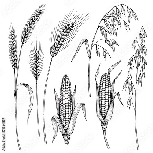 Detailed botanical illustration featuring wheat, oats, and corn, showcasing their unique textures and forms in a vintage style.