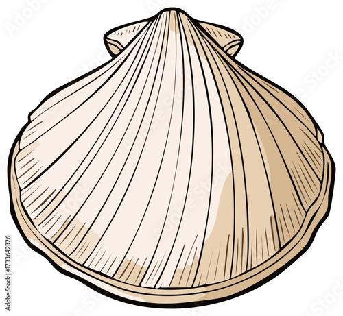 Isolated Scallop Sea Shell with Delicate Ridges and Natural Tan Coloring