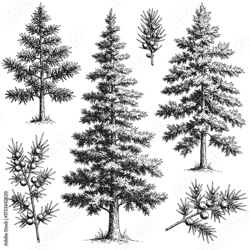 Detailed black and white botanical illustration of various evergreen trees and branches with berries, showcasing different shapes and sizes.
