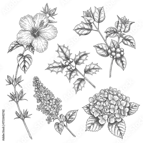 Botanical illustration featuring a hibiscus, bougainvillea, holly, lavender, lilac, and hydrangea, all rendered in a detailed, sketched style.