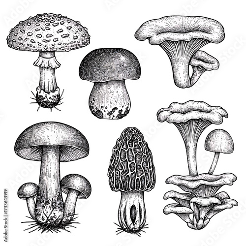 A detailed black and white illustration showcasing a variety of different mushroom species, rendered in a detailed, vintage style.
