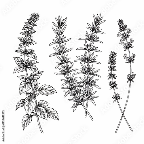 Hand-drawn botanical illustration featuring four different herbs with detailed leaves and flowers, rendered in black and white.