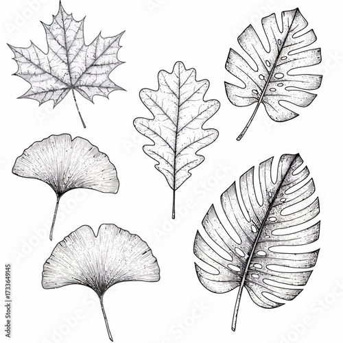 Botanical illustration featuring a variety of leaves, including maple, oak, monstera, and ginkgo, rendered in a detailed, stippled black and white style.