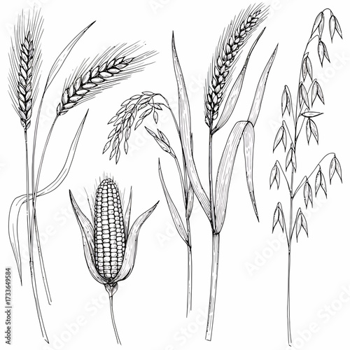 Detailed line art illustration of various cereal grains including wheat, rice, corn, oats, and barley, showcasing their unique structures and textures.