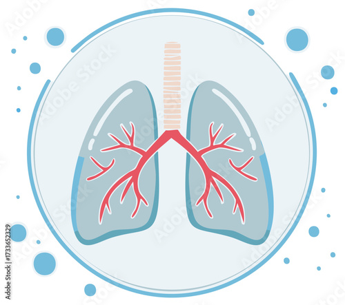 Lungs Organ Anatomy Pulmonary System Respiration Medical Healthcare Diagram