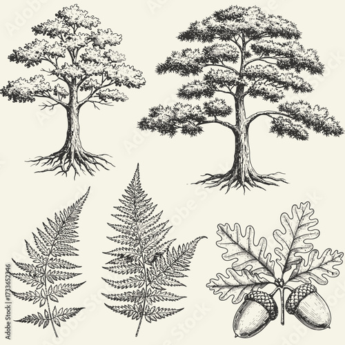 Detailed botanical illustration featuring two mature trees, two fern fronds, and a cluster of acorns with oak leaves, all in a vintage, engraved style.