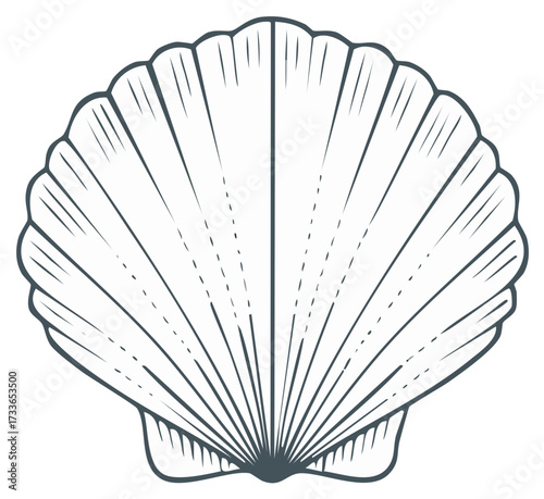 Elegant seashell outline illustration, simple seaside graphic, marine element. Scallop shell drawing, minimalist design.