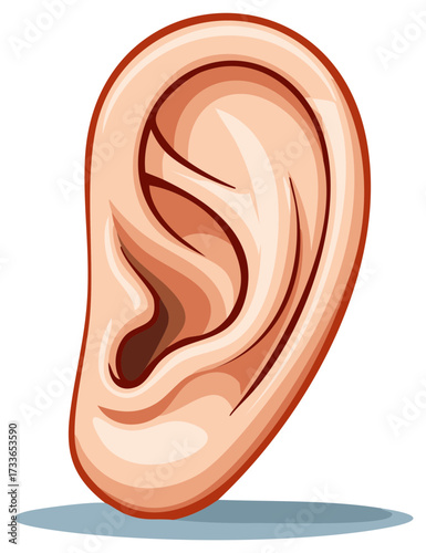 Human ear illustration of anatomical part of human body for hearing and balance in humans