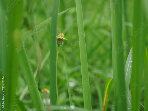 Small flower leaves in rainy season close up for background