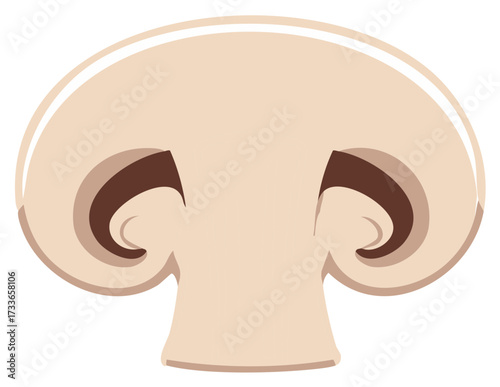 Vector illustration of a cross section of a mushroom