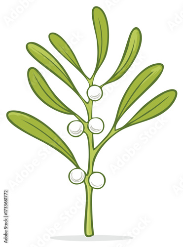 Stylized illustration of a green mistletoe branch with white berries and a white background