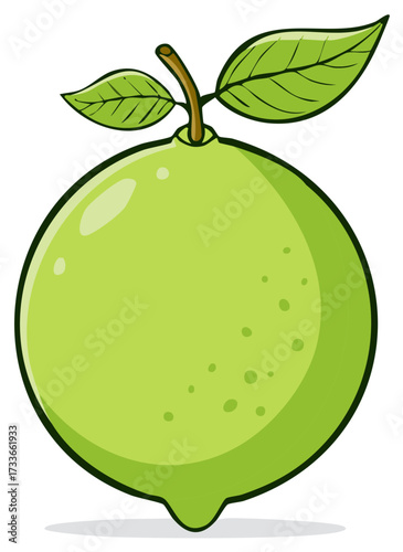 Fresh lime illustration with leaves and stem, green citrus fruit drawing