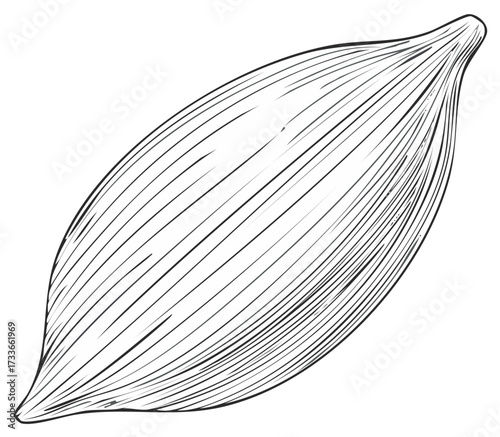 Hand drawn anatomical illustration of a fusiform skeletal muscle with fibers