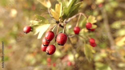 Red hawthorn berries in an autumn park
