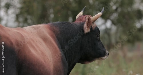 A bull inseminating a cow looks into the frame and moos. A close-up of a beef cow. A black and brown bull with horns. A beef bull. A cow inseminating a cow in a field before mating.