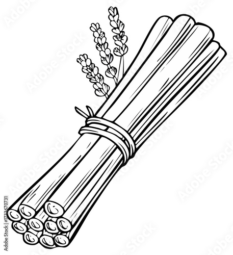 Hand-drawn bunch of dried lemongrass stalks tied with twine and lavender sprigs
