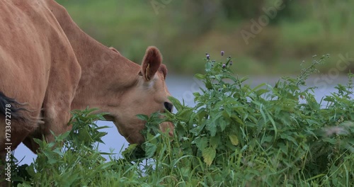 A close-up of a red cow. A red heifer grazing in a meadow. The domestic animal feeds on grass. Mammals. A dairy cow against the backdrop of water in the wild.