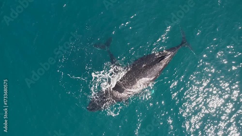 Top down aerial views of a Humpback Whale with calf feeding in shallow waters