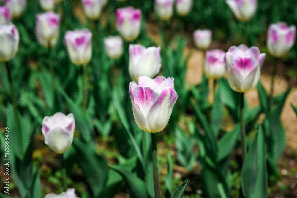 Fototapeta premium Soft pink and white Triumph tulips bloom in a lush spring garden under warm sunlight, creating a serene and colorful floral landscape ideal for nature lovers.