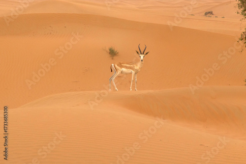 View of a slender Arabian Oryx standing gracefully amidst the undulating ochre dunes of the desert, its horns piercing the vast sky, Al Ain, Abu Dhabi, United Arab Emirates.