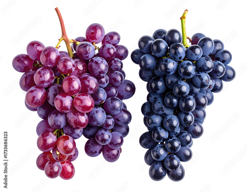 Fototapeta premium Two bunches of fresh grapes; one purple, one dark blue, on a black background