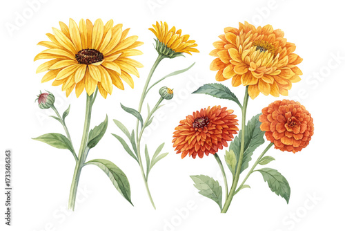 Vibrant Sunflower and Marigold Watercolor vector  Illustration isolated on white background