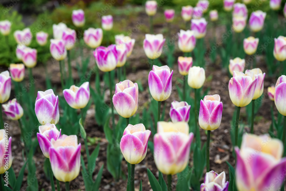 Fototapeta premium Spring garden of Triumph tulip Happy Generation with creamy white petals and bright pink edges blooming outdoors in soft daylight creating a vibrant floral display