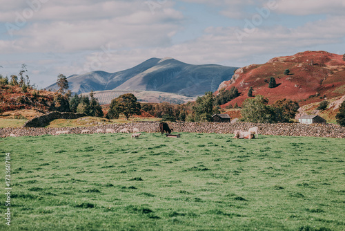 Cows in the fells