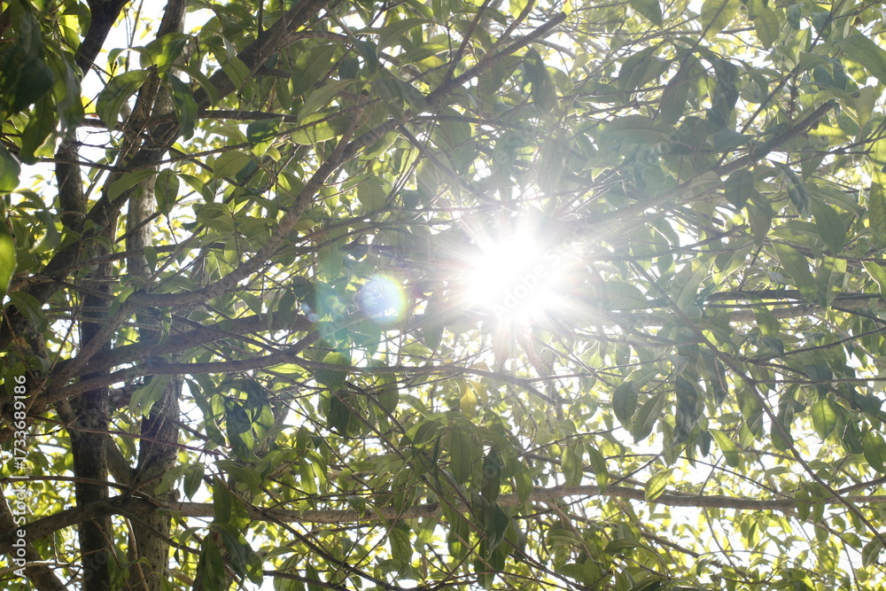 Obraz premium sunlight filtering through the trees