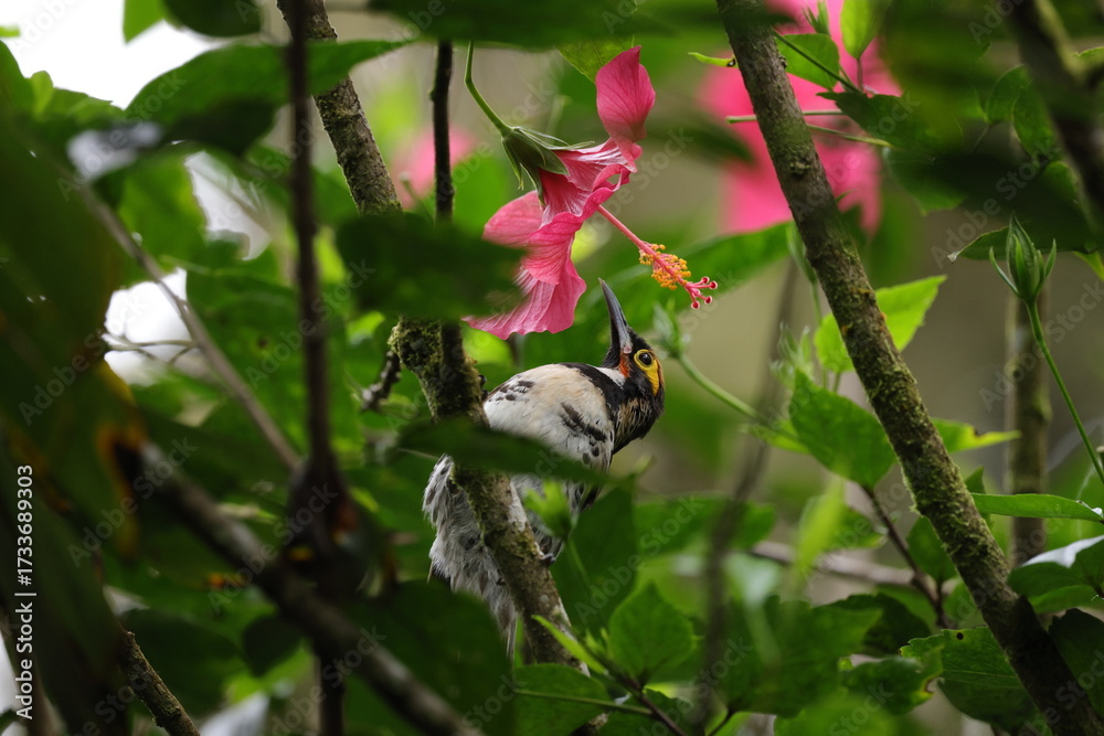 Obraz premium Ornate Melidectes (Melidectes torquatus)