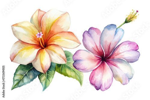 tropical watercolor hibiscus and frangipani flowers isolated on white background