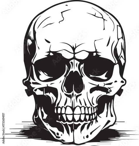 Detailed Skull Illustration in Black and White