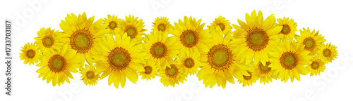 Yellow sunny sunflowers in ...