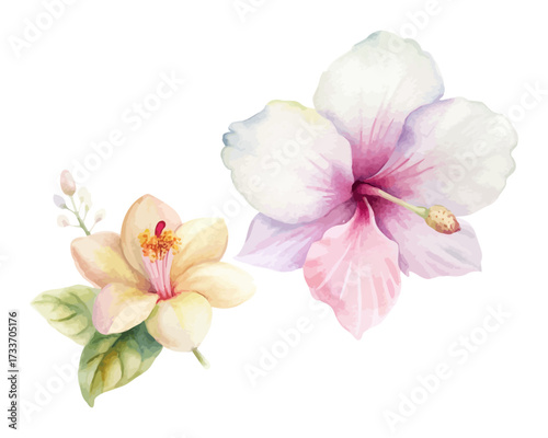 Tropical Hibiscus  Watercolor Combo isolated on white background