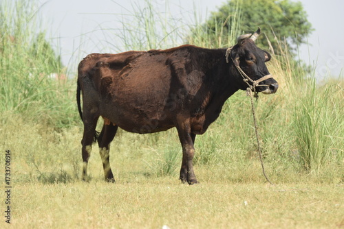 Cows standing in the rice field Pakistan,  Cow standing in the pasture, The cow is eating grass, Brazilian cow grazing free and quiet, Cows on the green grass, cattle