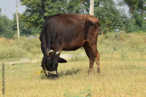 Cows standing in the rice field Pakistan,  Cow standing in the pasture, The cow is eating grass, Brazilian cow grazing free and quiet, Cows on the green grass, cattle