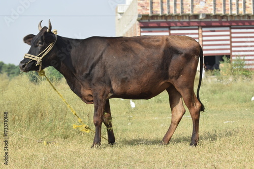 Cows standing in the rice field Pakistan,  Cow standing in the pasture, The cow is eating grass, Brazilian cow grazing free and quiet, Cows on the green grass, cattle