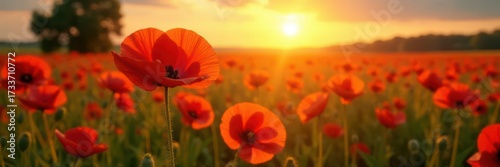 Golden sunset bathes vibrant poppy in serene field, wildflower, delicate