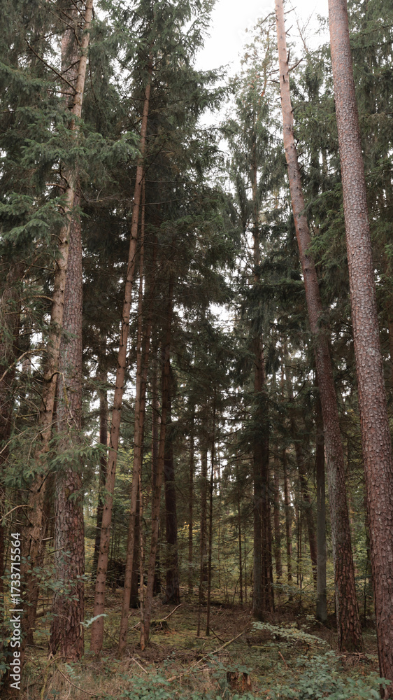 Fototapeta premium green woods panorama, natural landscape, forest in autumn, forest background 