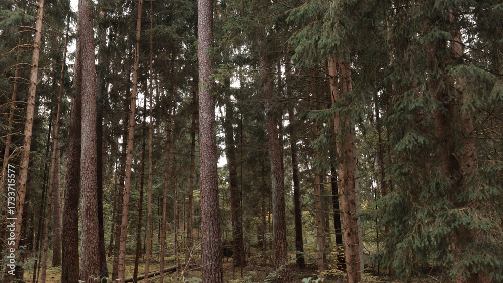 Obraz premium green woods panorama, natural landscape, forest in autumn, forest background 