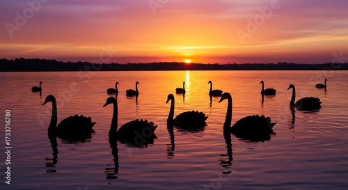 Fototapeta Naklejka Na Ścianę i Meble -  Silhouetted swans on calm water at sunset with orange and purple hues